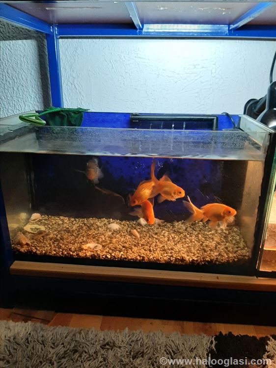 Akvarijum sa ribicama Halo Oglasi