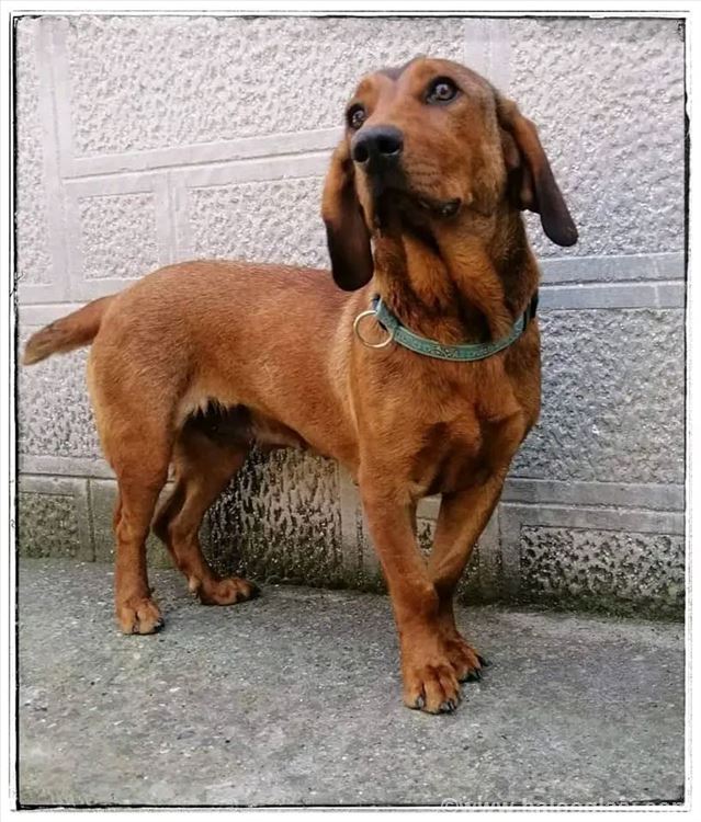 Alpski brak jazavičar, mlad pas Halo Oglasi