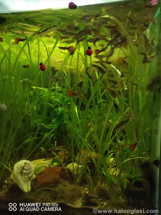 Akvarijum Halo Oglasi