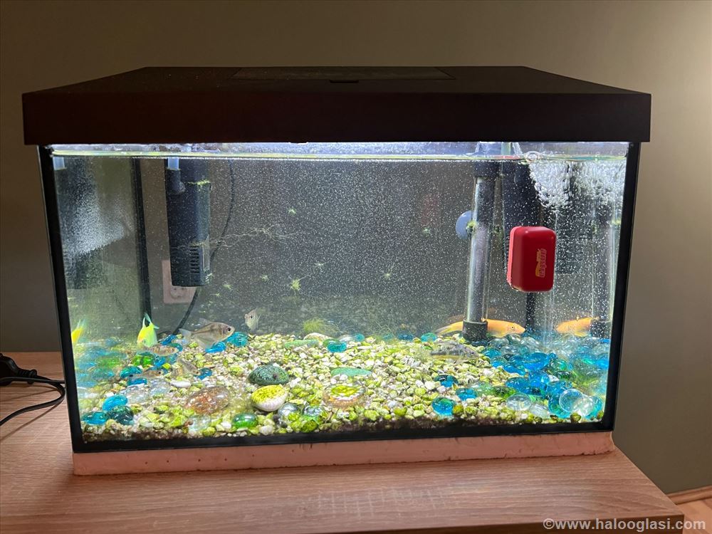 Akvarijum sa ribicama na poklon Halo Oglasi