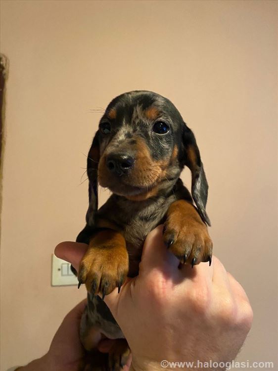 Jazavičar, štene | Halo Oglasi