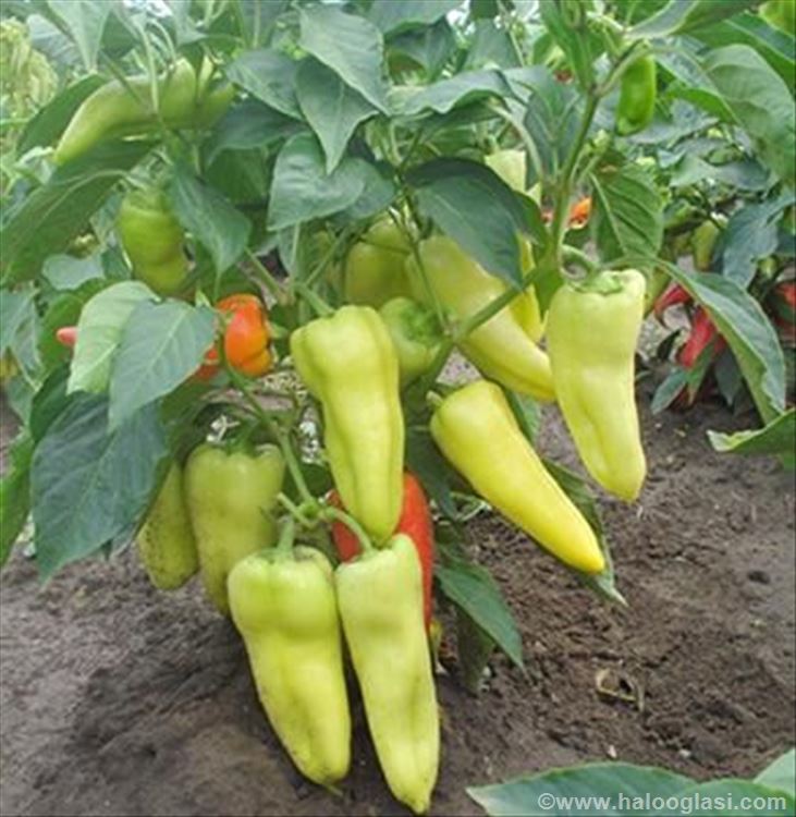 Paprika duga bela, seme 30+ | Halo Oglasi