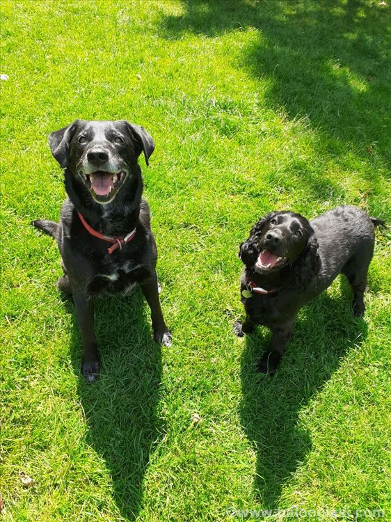 Čuvanje pasa/dog minding | Halo Oglasi