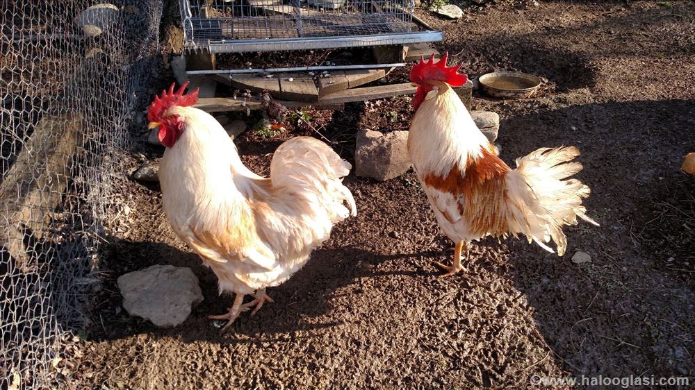 Unikatni petlovi Orpington/Leghorn Halo Oglasi