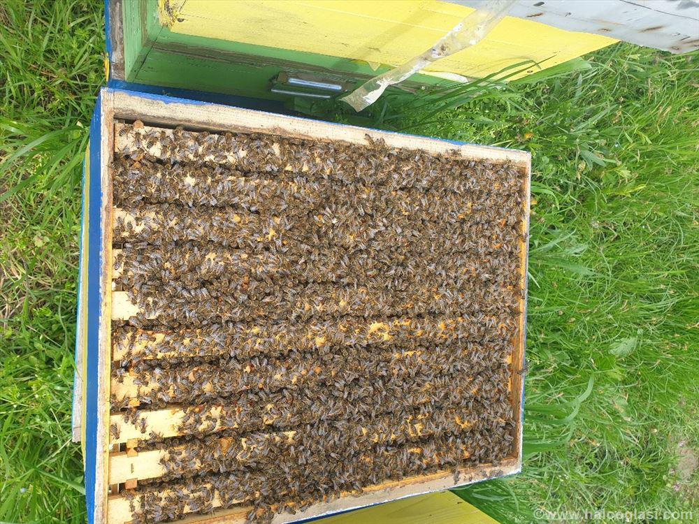 Koceljeva Halo Oglasi