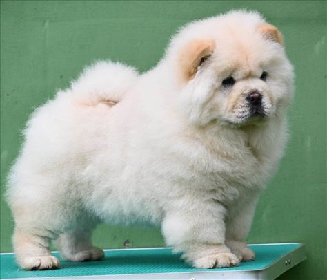 koliko koštaju štenci chow chow