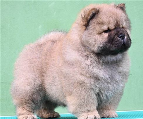 koliko koštaju štenci chow chow