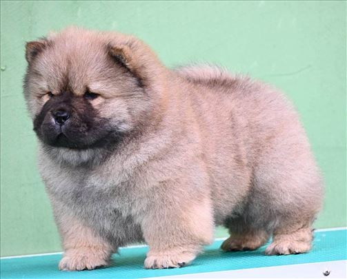 koliko koštaju štenci chow chow