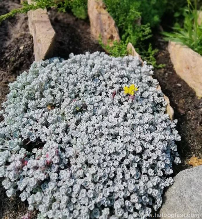 Sedum silver | Halo Oglasi