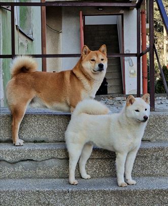 Beli hot sale shiba inu