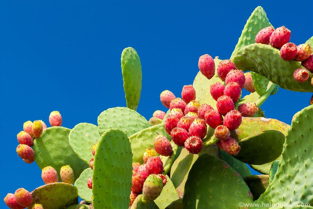 ist ein kaktus eine blume Blume Kaktus Malen Nach Zahlen Fr Anfnger HQD1214  HedyArt