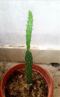 mammillaria carnea Mammillaria carnea Zucc. ex Pfeiff. 'Variegata' : Real Live Succulent   Succulent Zone