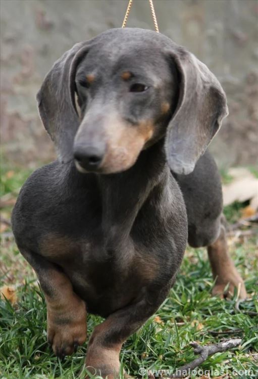 Plavi jazavicar za parenje Halo Oglasi