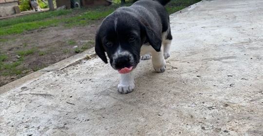 Prodaja pasa i psi na poklon Border koli | Halo oglasi