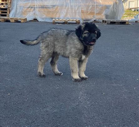 Šarplaninac, štene Halo Oglasi