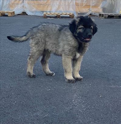 Šarplaninac, štene Halo Oglasi