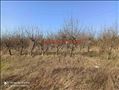 Barajevo, 5 hektara 68 ari, voćnjak