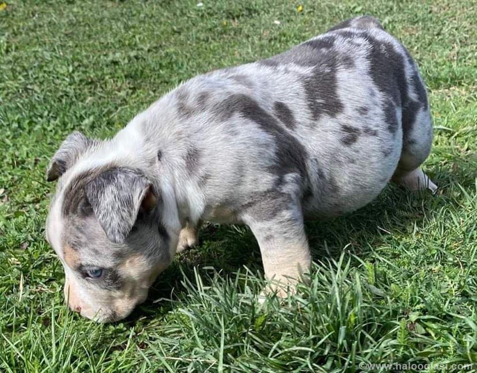 American bully trobojno merlirano musko srene | Halo Oglasi