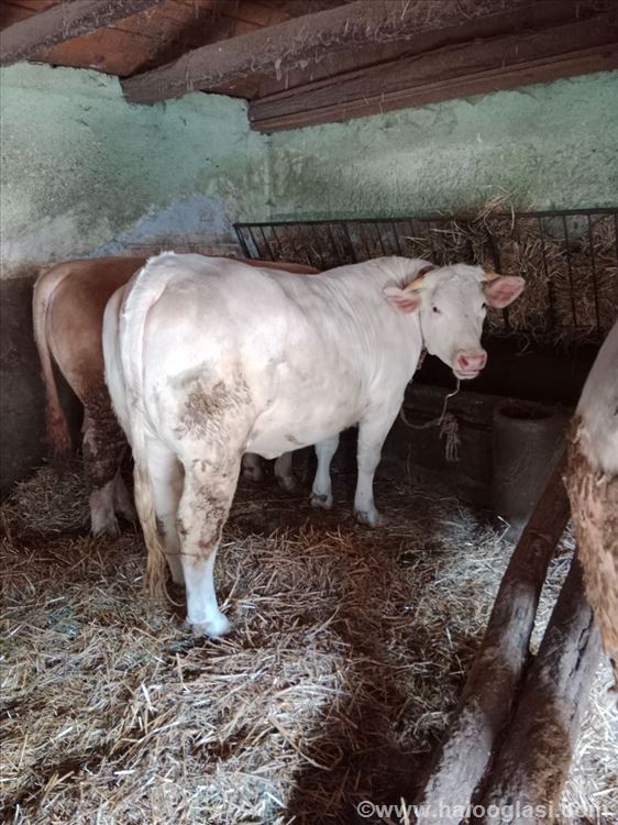Prodajem junicu rase Šarole za priplod | Halo Oglasi