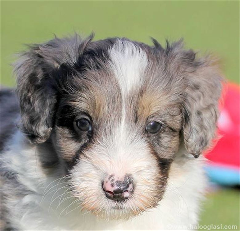 Ghost Merle Border Collie | Halo Oglasi