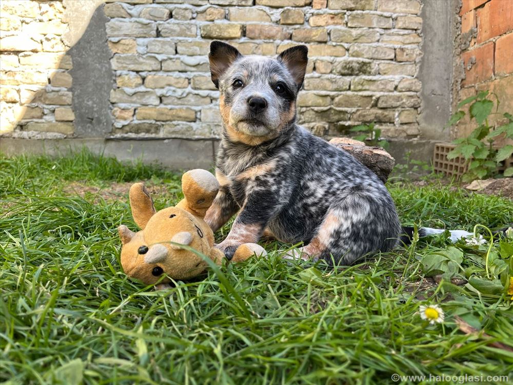 australijski-govedarterac-blue-heeler-5425644340087-71807818396.jpg