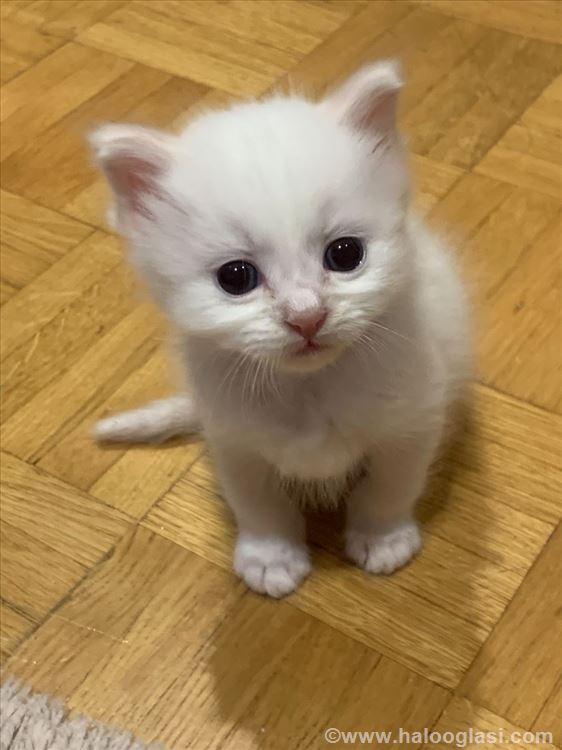 Ragdoll, mače | Halo Oglasi