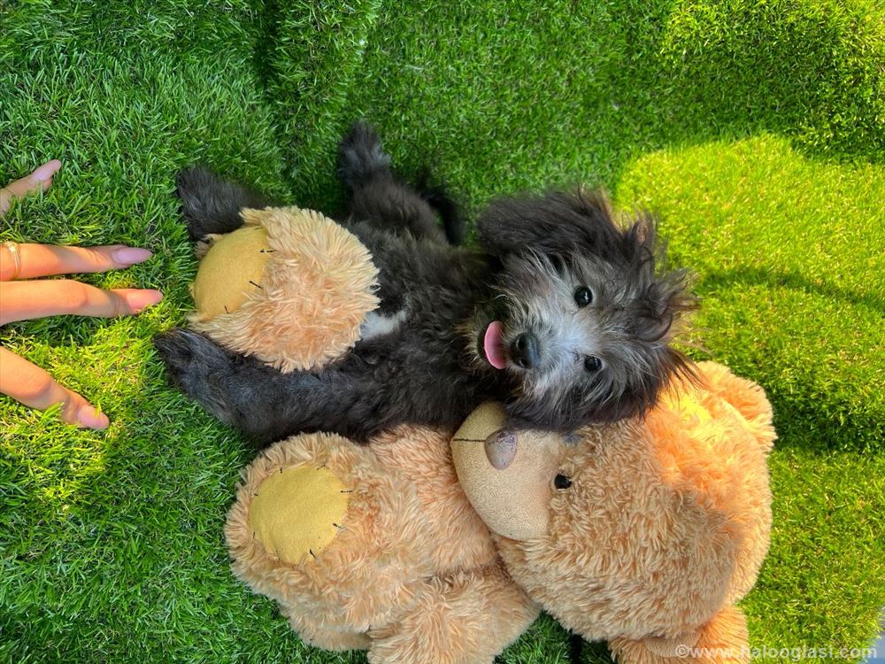 Mešanac,spice i pudle | Halo Oglasi