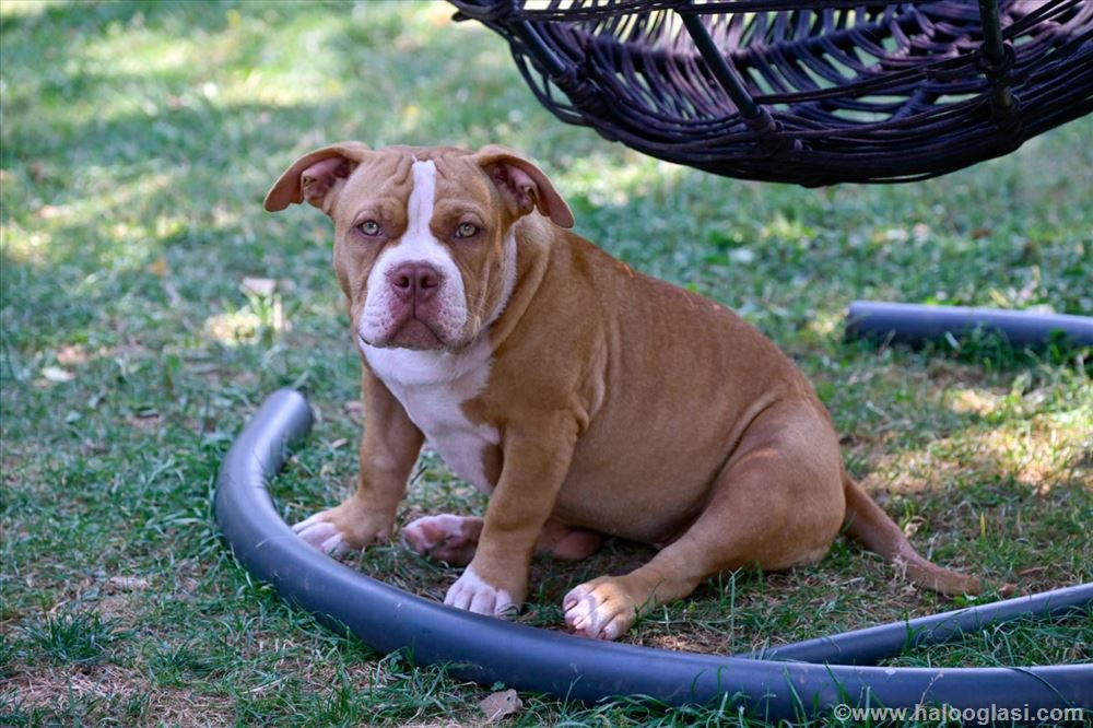 Američki Buli / American Bully Pocket štenci | Halo Oglasi