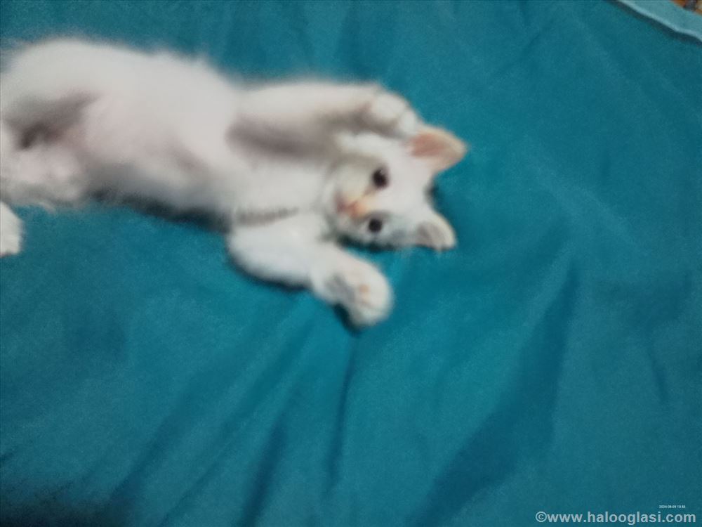 Ragdoll , mače | Halo Oglasi