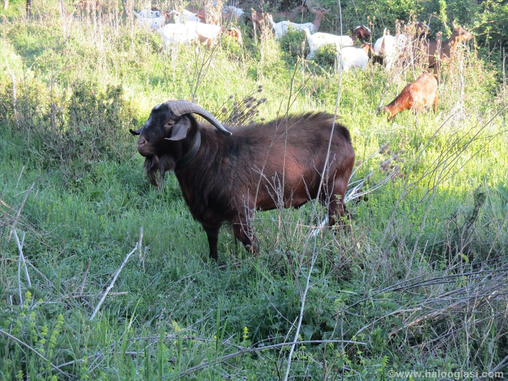 Burski jarac ( Kalahari ) | Halo Oglasi