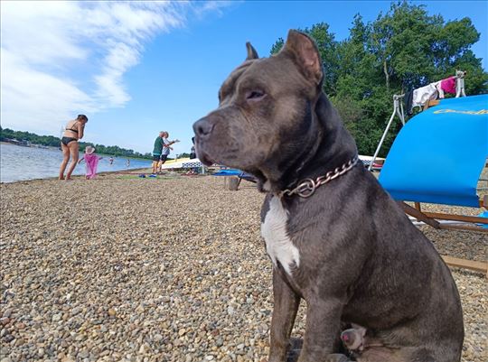 Terrier Welpen Amstaff Blueline Razors Edge Puppies For Sale Online