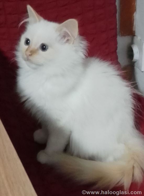 Ragdoll , mače | Halo Oglasi
