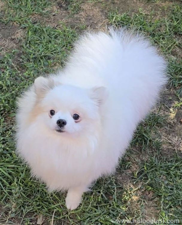 Prelepi pomeranci BOO-a | Halo Oglasi