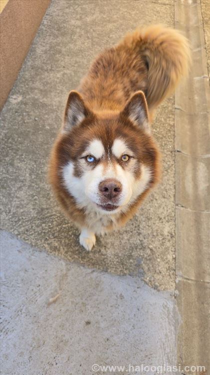 Šetanje pasa-dog walking Vračar | Halo Oglasi