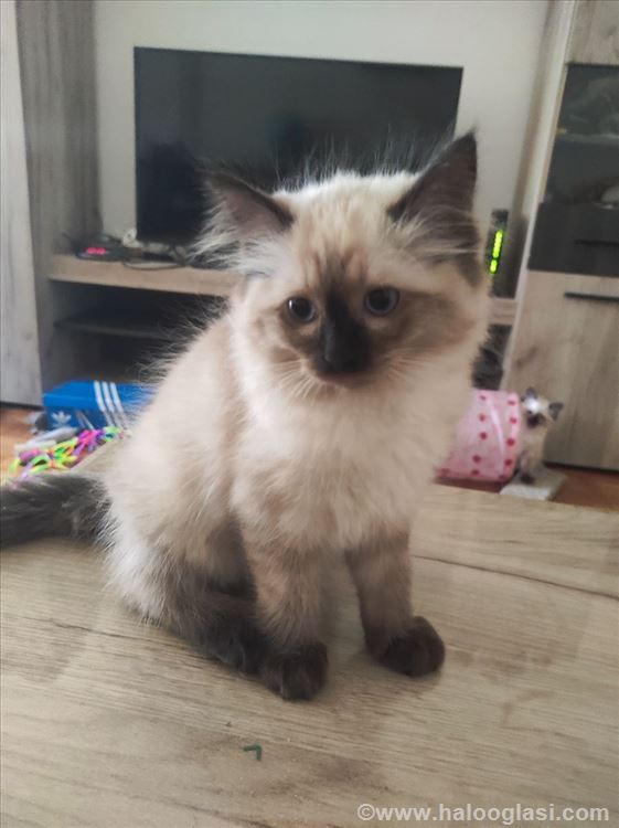 Ragdoll, mačići | Halo Oglasi