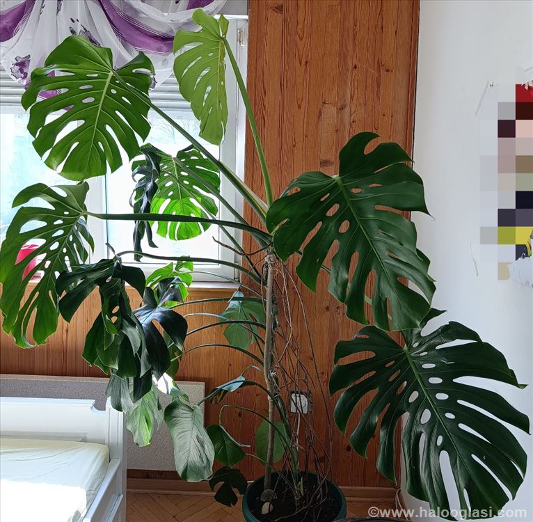 bipennifolium philodendron Philodendron Bipennifolium - Live Arrival Guarantee