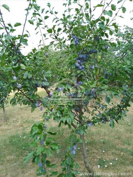 Voćnjak, building land, 46a in Malim pčelic — photo
