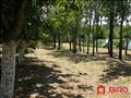 Kuća,Čortanovci,Centar,kv: 65.00, ID: 3000992